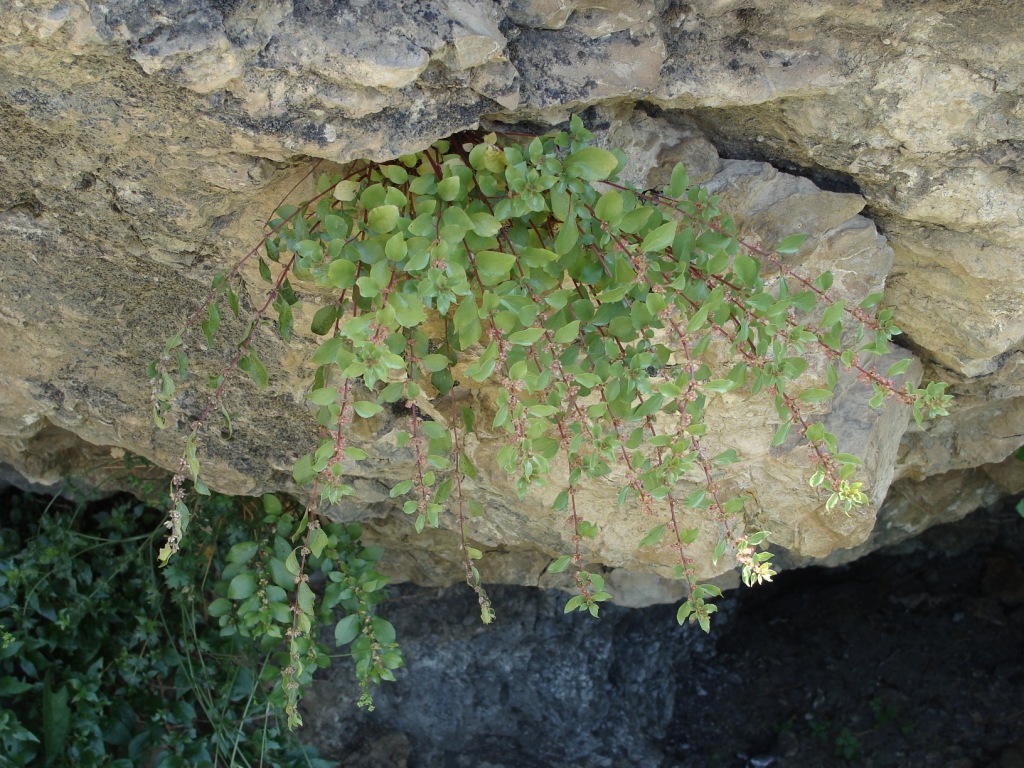 Image of Parietaria judaica specimen.