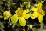 Verbascum spinosum