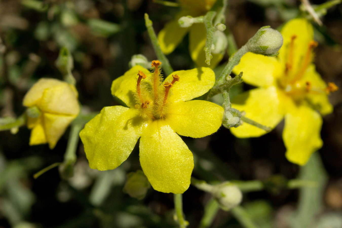 Изображение особи Verbascum spinosum.