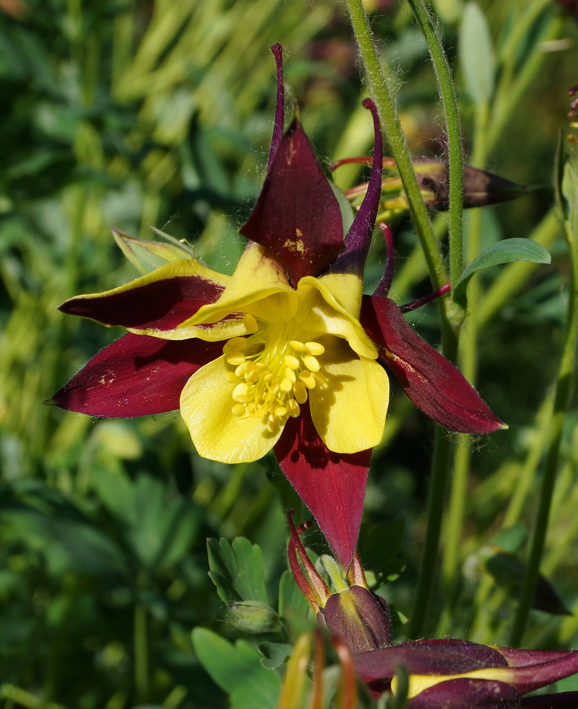 Изображение особи Aquilegia coerulea.