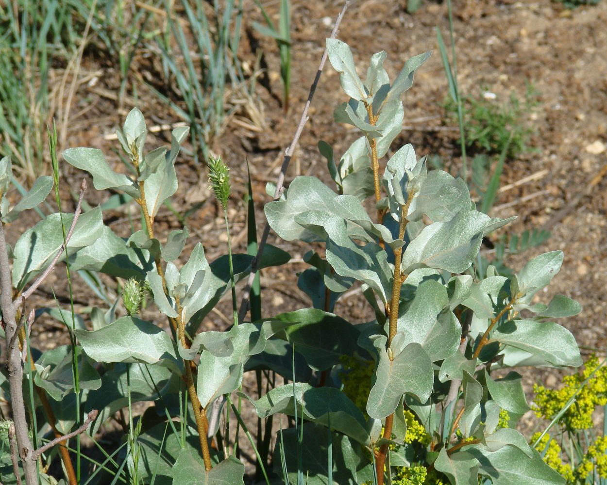 Image of Elaeagnus commutata specimen.