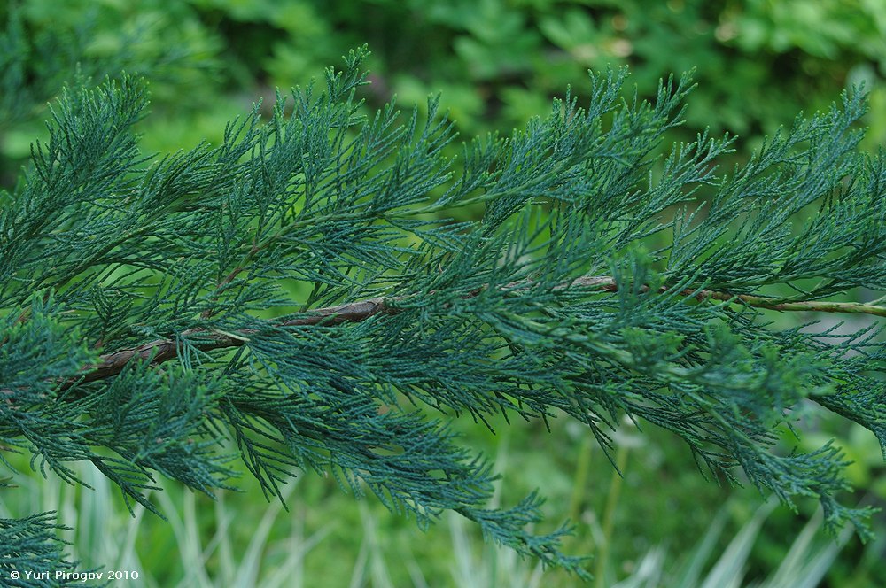 Изображение особи Juniperus sargentii.