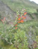 Bartsia camporum. Верхушка цветущего растения. Перу, Анды, археологический памятник Тамбомачай. 14 марта 2014 г.