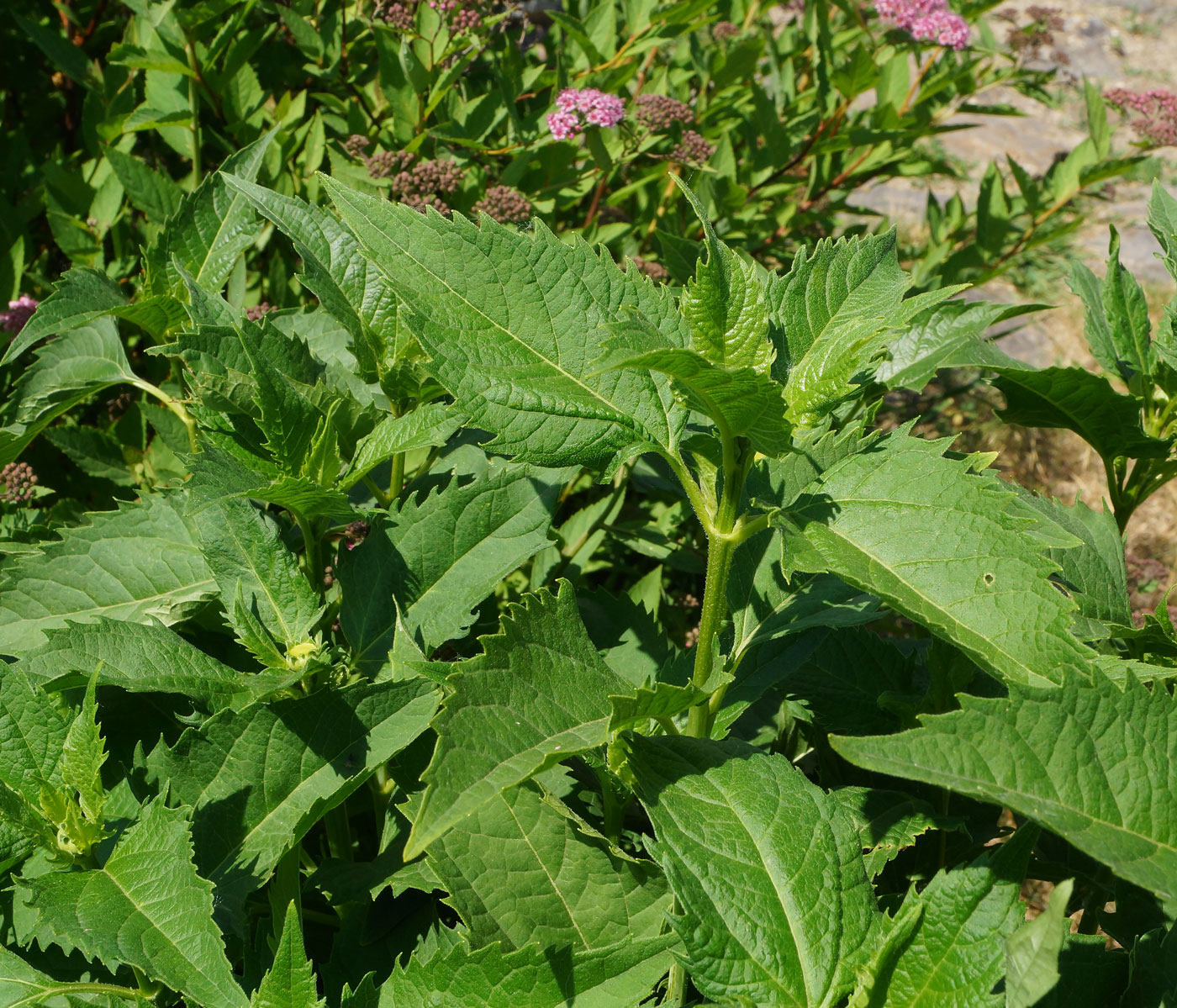 Image of Heliopsis helianthoides ssp. scabra specimen.