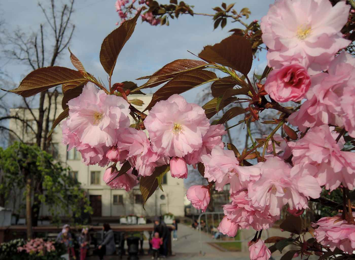 Изображение особи Prunus serrulata.