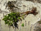 Filipendula ulmaria. Молодое выкопанное растение. Чувашия, окр. г. Шумерля, Подвенец, Чёрный лес. 05.05.2018.