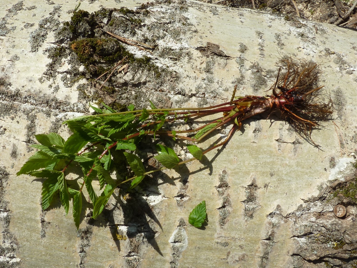 Image of Filipendula ulmaria specimen.