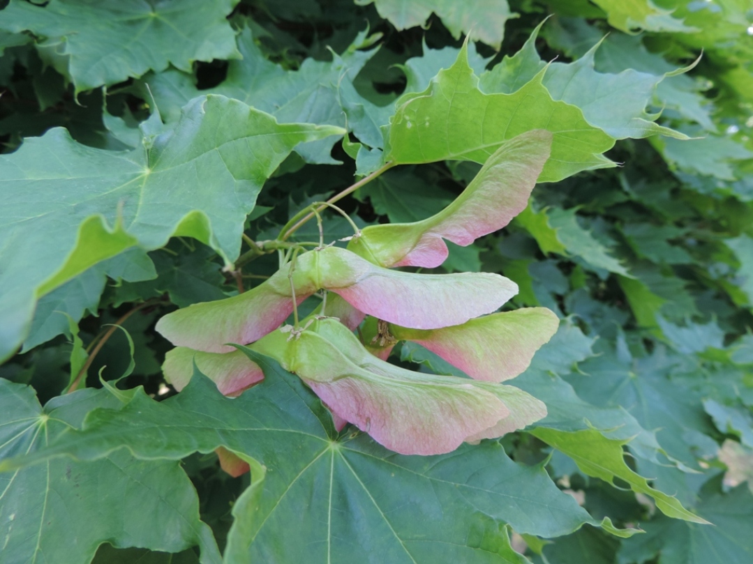 Image of Acer platanoides specimen.