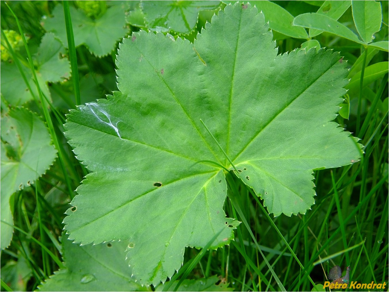 Image of genus Alchemilla specimen.