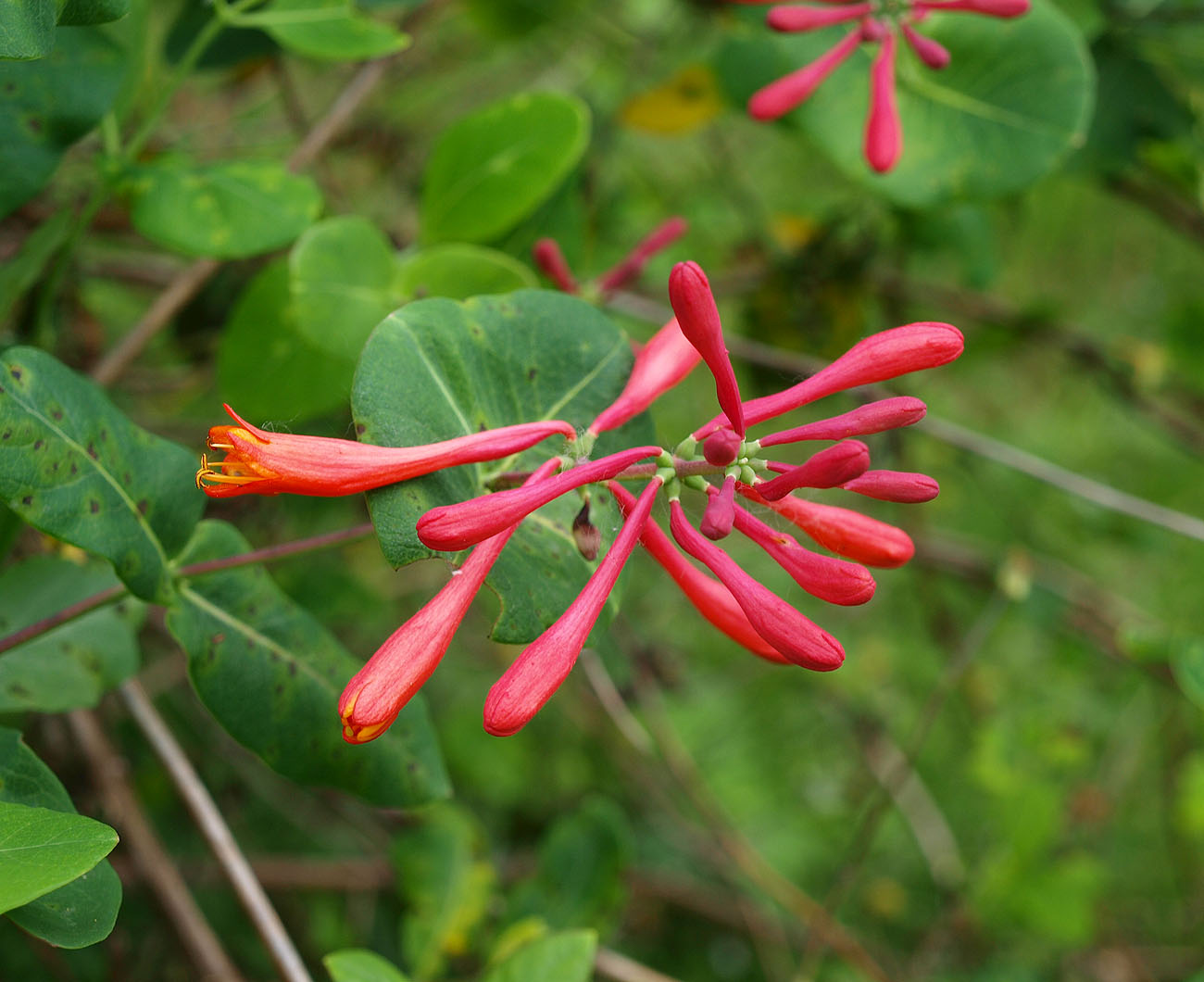 Image of Lonicera &times; brownii specimen.