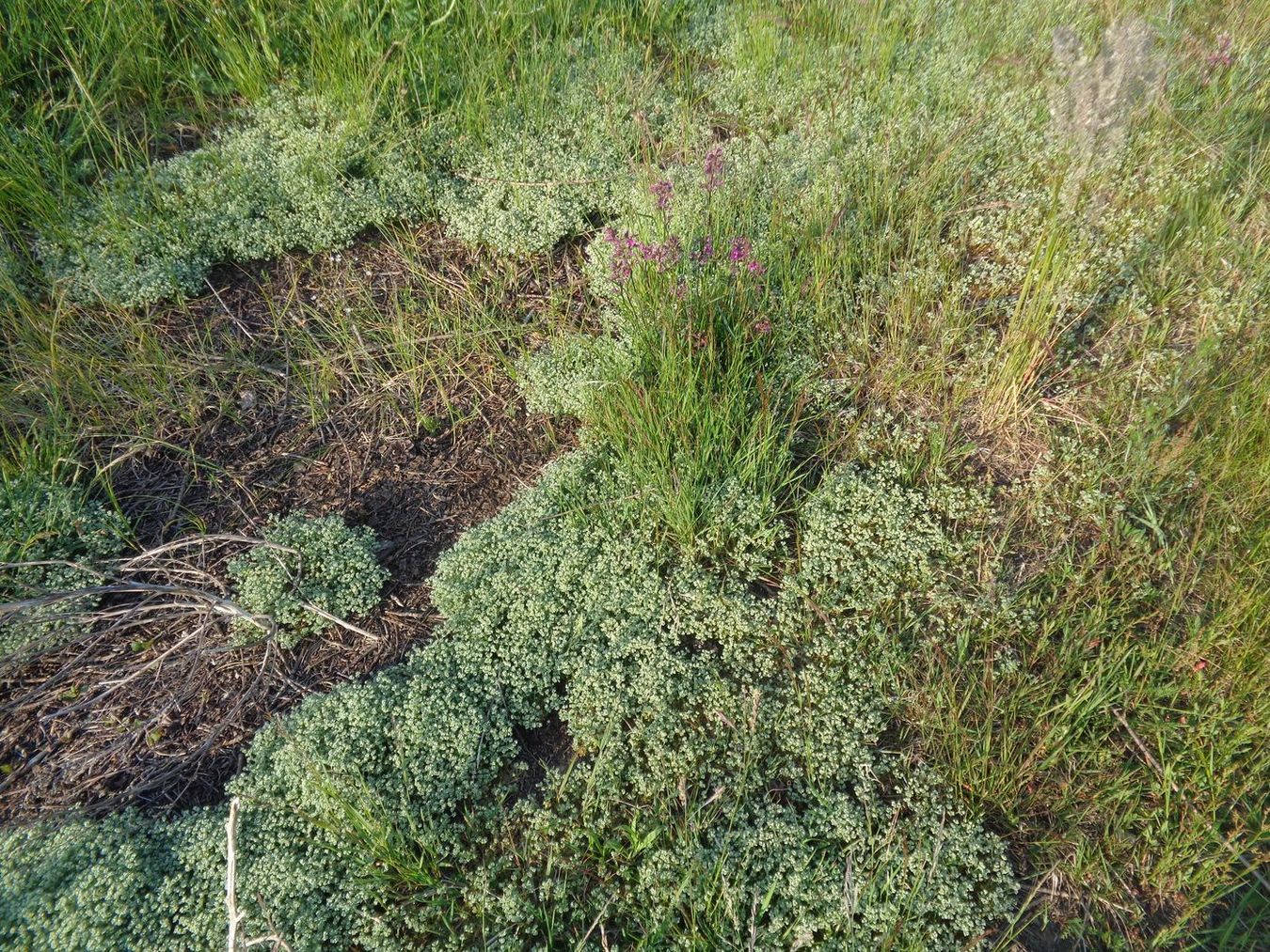 Изображение особи Scleranthus perennis.