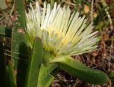 Carpobrotus edulis