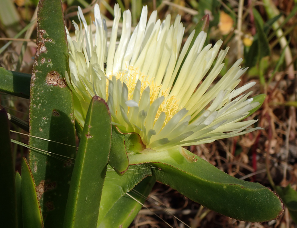 Image of Carpobrotus edulis specimen.