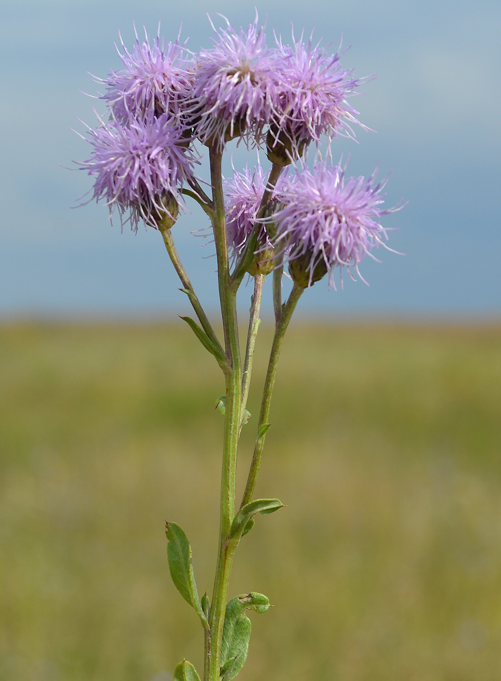 Изображение особи Cirsium setosum.