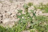 Lactuca serriola. Молодое(?) растение. Псковская обл., Псковский р-н, окр. погоста Выбуты, берег р. Великая, нижняя часть осыпи под известняковым обнажением. 26.06.2018.