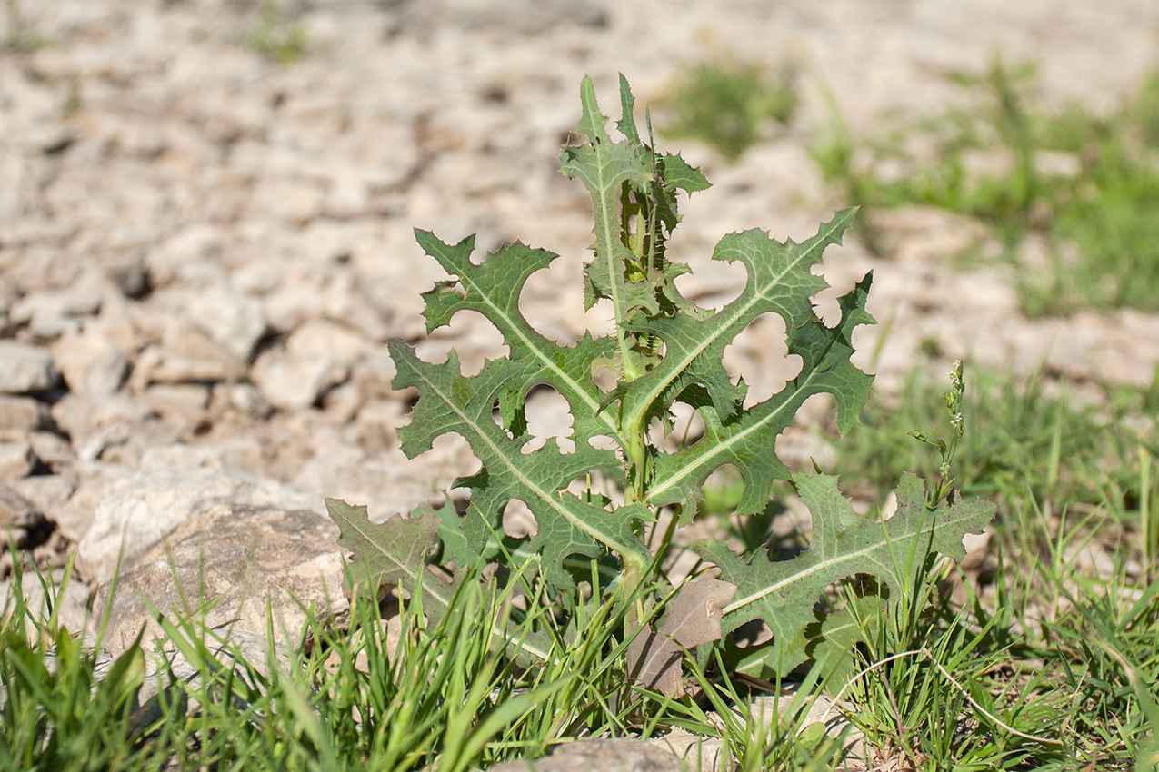 Изображение особи Lactuca serriola.