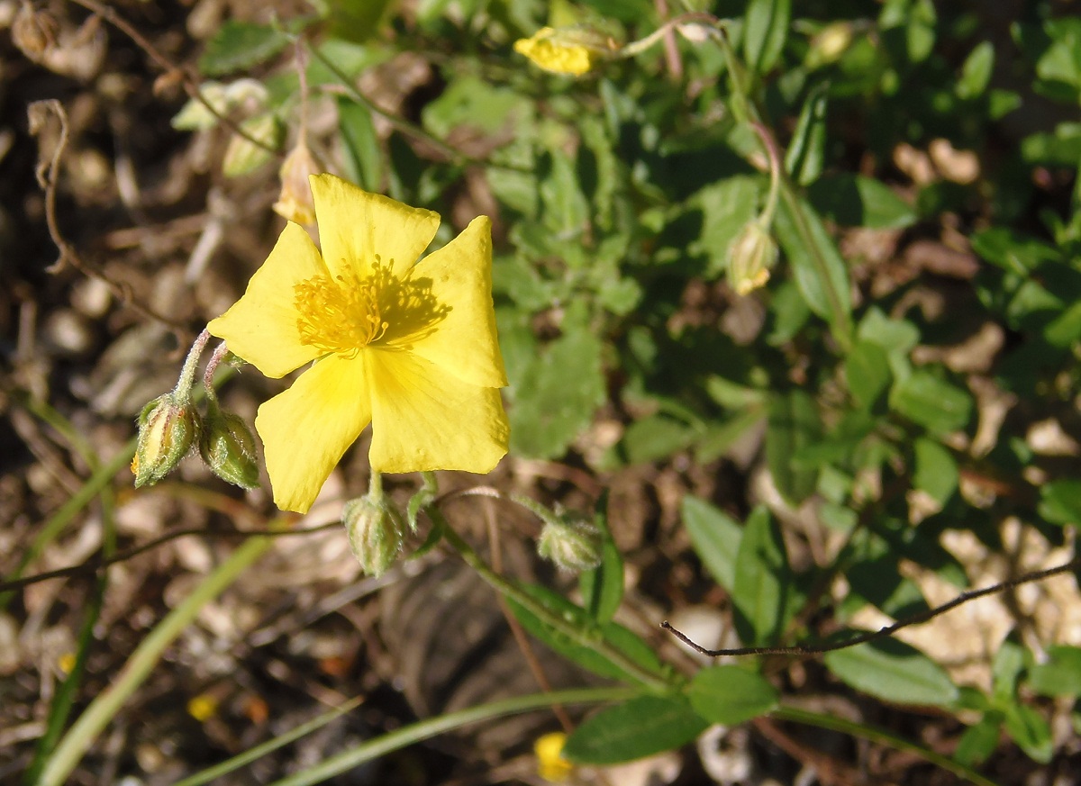 Изображение особи род Helianthemum.