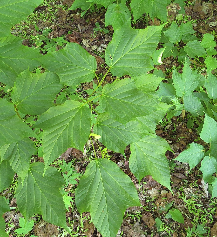 Image of Acer &times; conspicuum specimen.