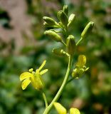 Sisymbrium volgense