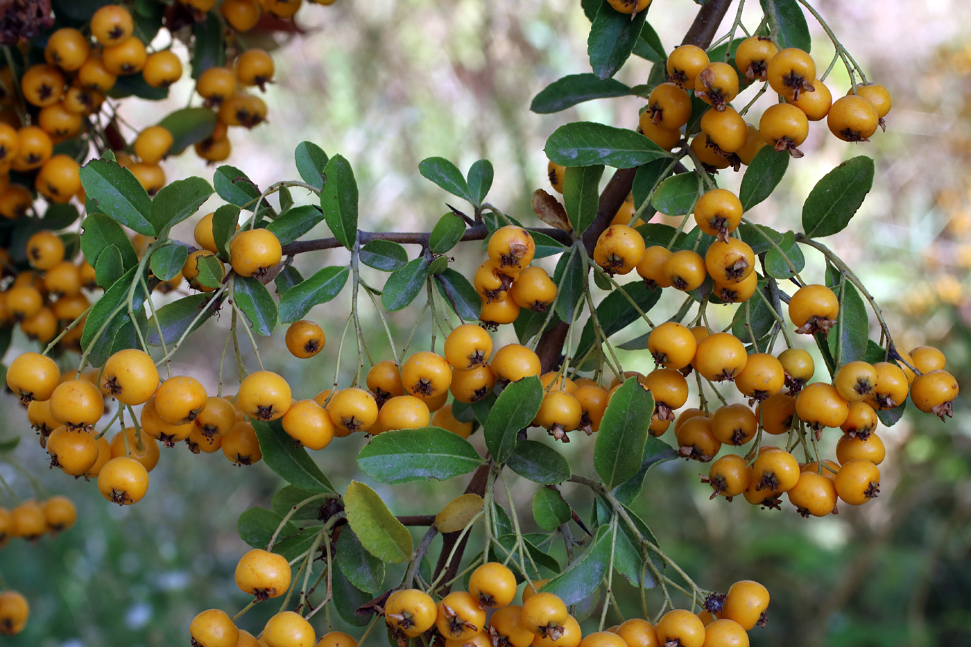 Изображение особи Pyracantha crenulata.