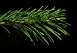 Abies sibirica