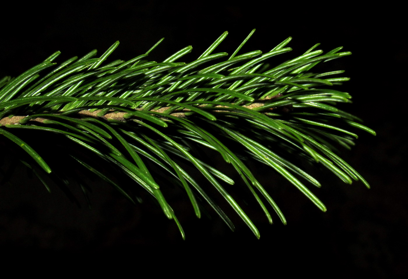 Image of Abies sibirica specimen.