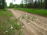 Silene nutans