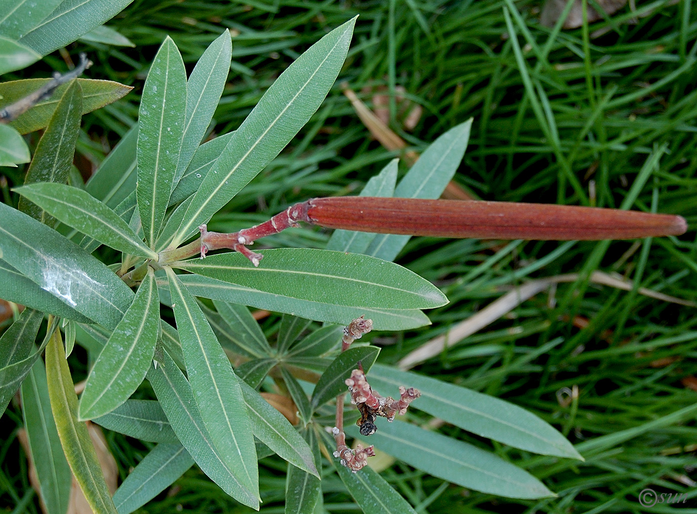 Image of Nerium oleander specimen.