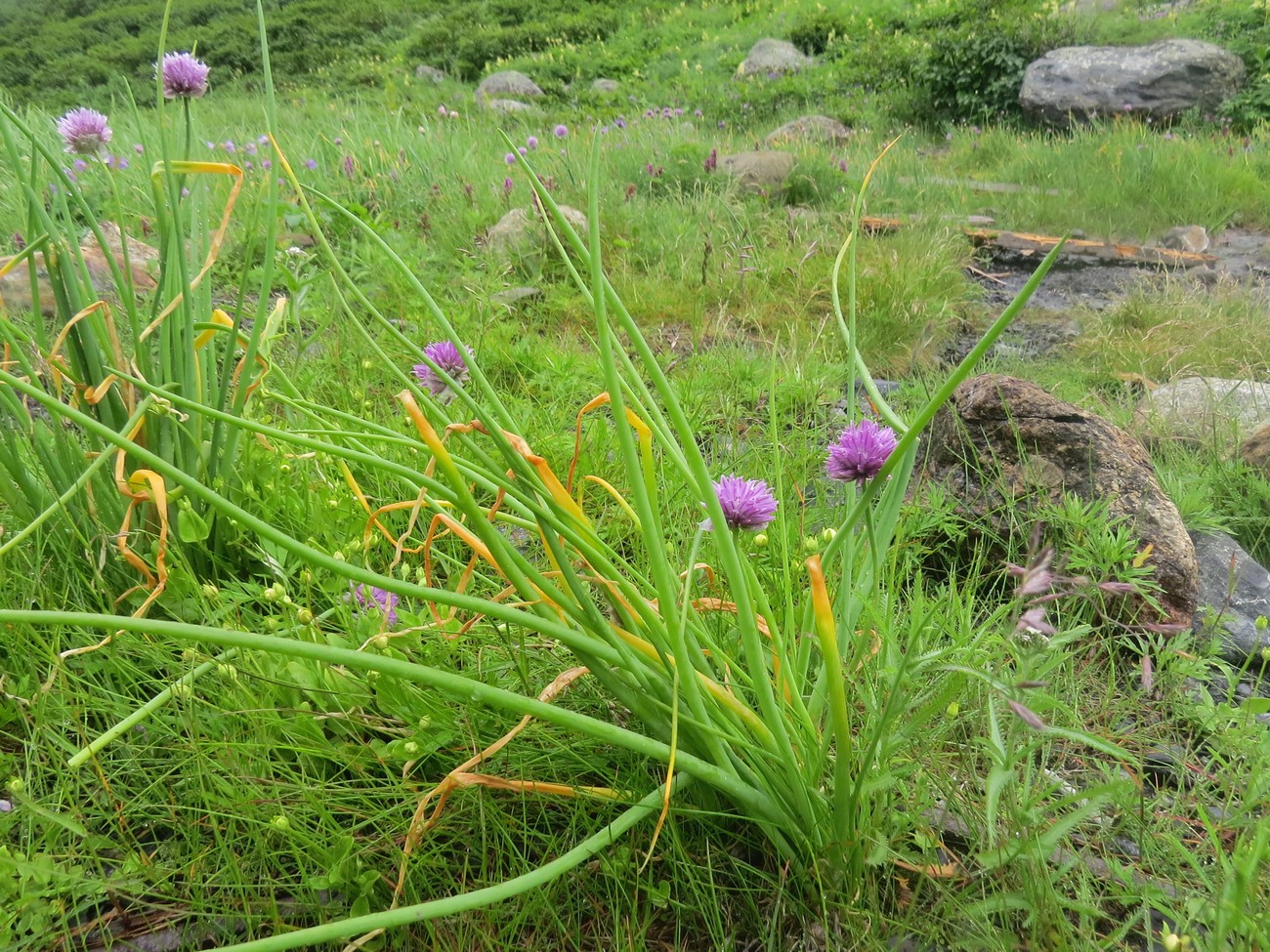 Image of Allium schoenoprasum specimen.