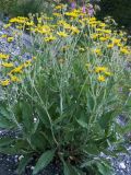 Senecio renardii