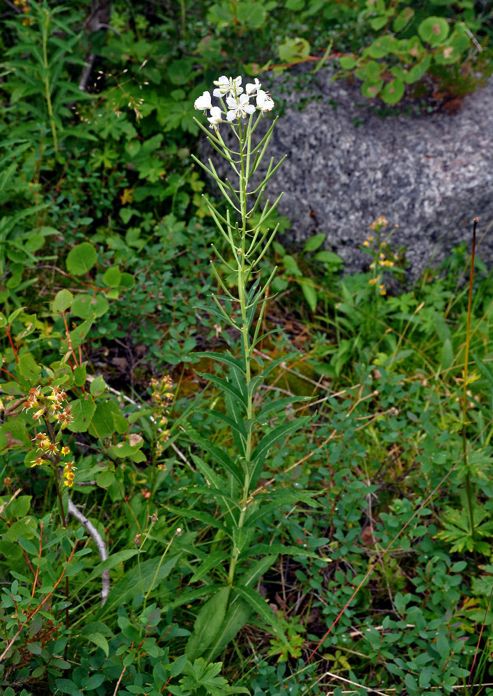 Изображение особи Chamaenerion angustifolium.