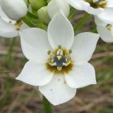 Ornithogalum thyrsoides