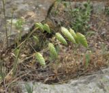 Bromus briziformis. Соцветие. Дагестан, Кумторкалинский р-н, хр. Нарат-Тюбе, каменистое место. 10.05.2018.