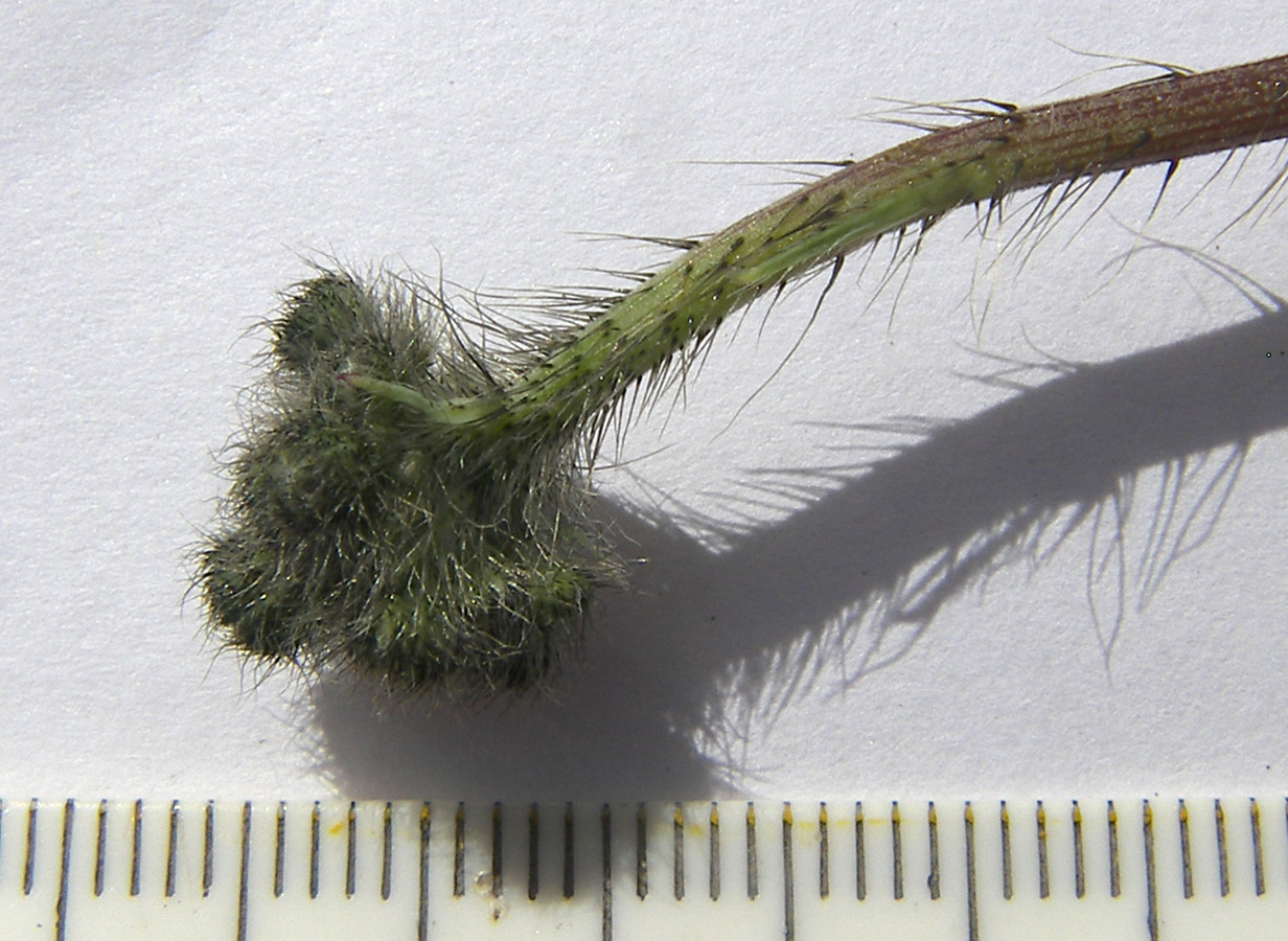 Image of Pilosella bauhini specimen.