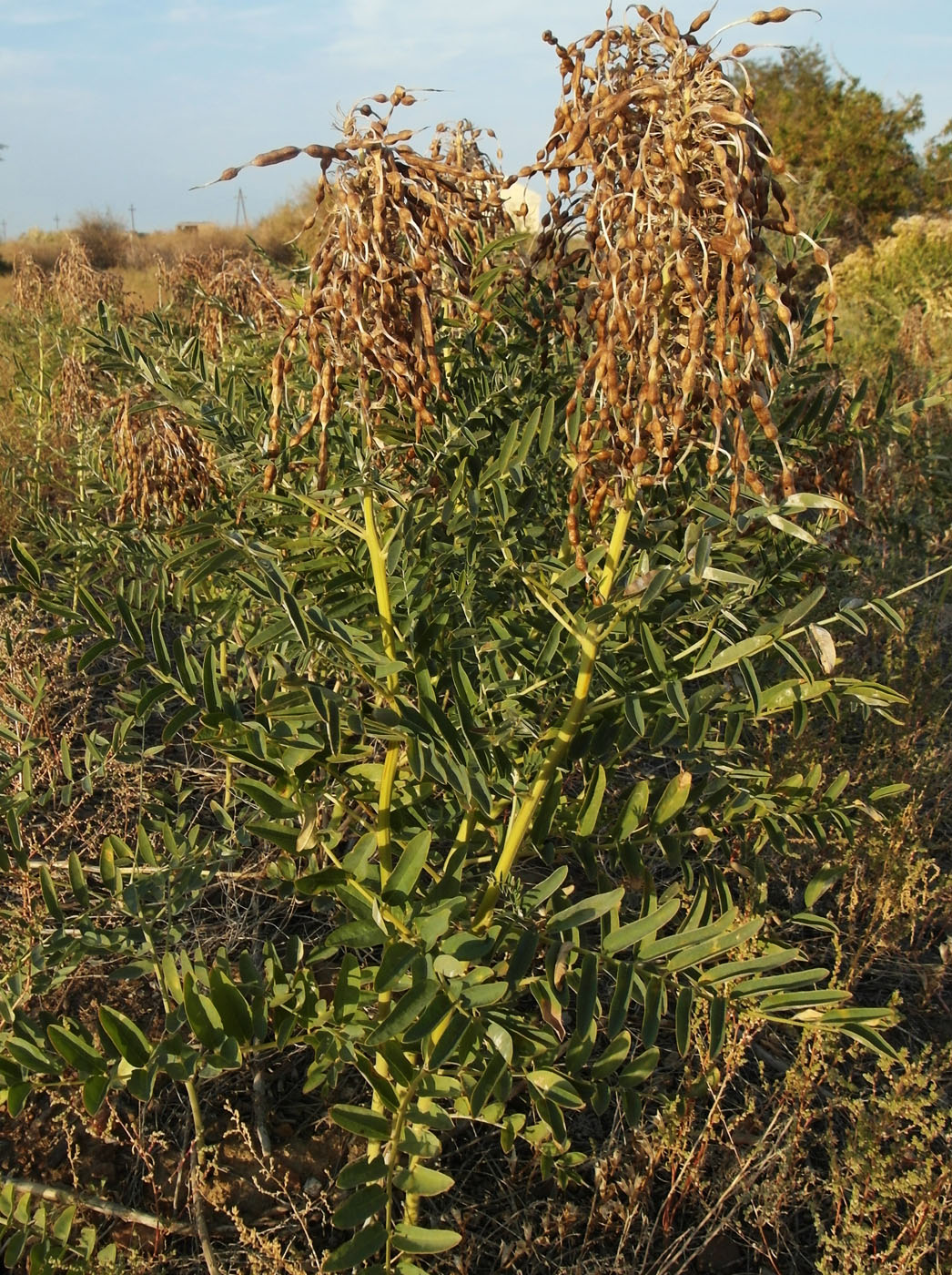 Изображение особи Pseudosophora alopecuroides.