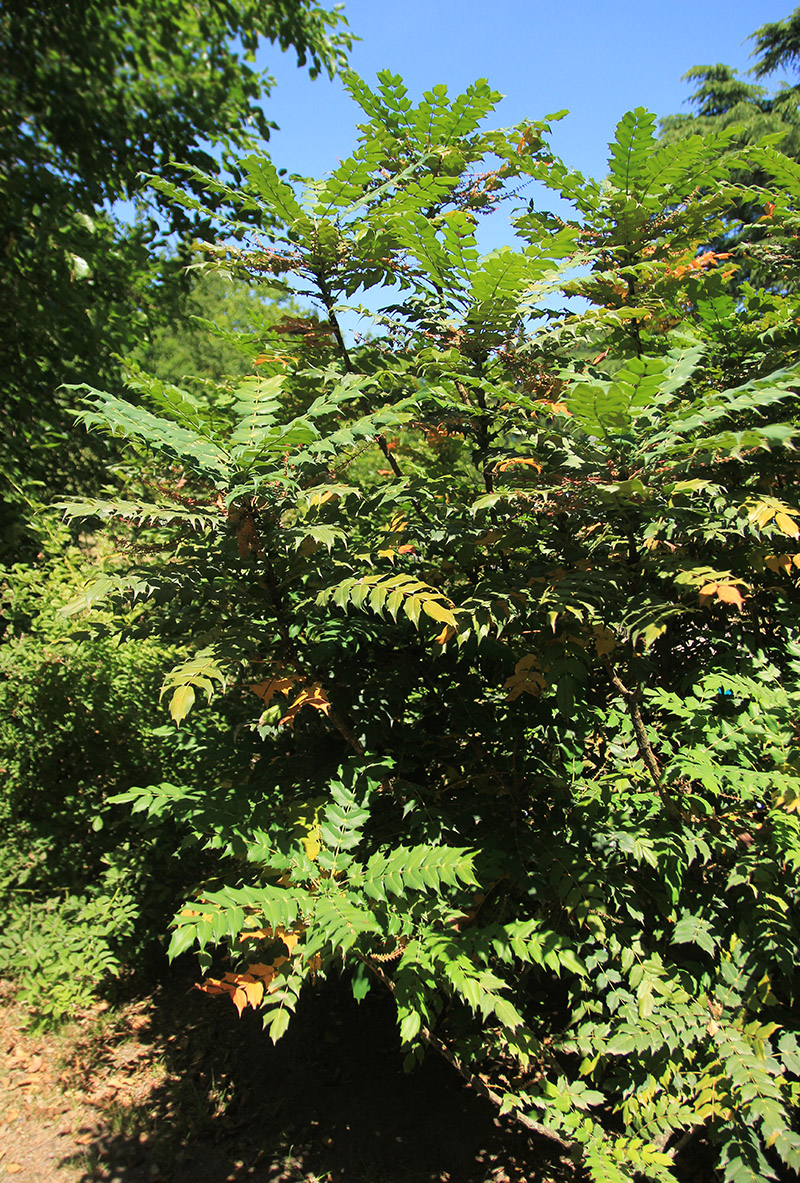 Image of Mahonia × media specimen.