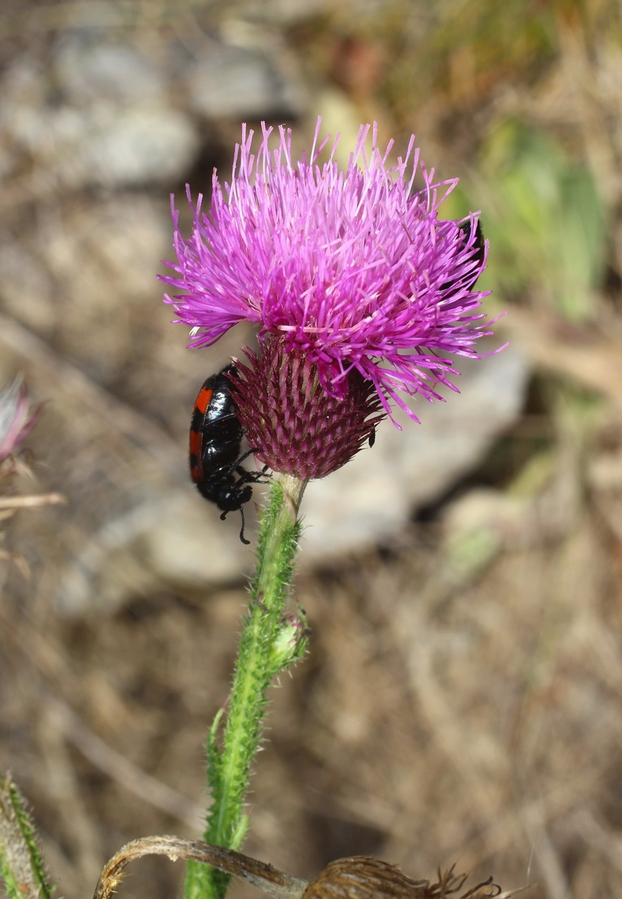 Изображение особи Carduus laciniatus.