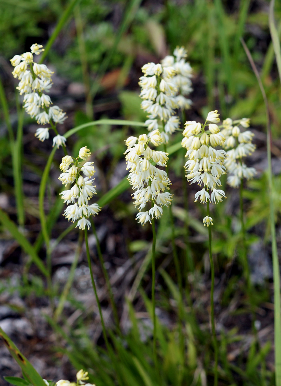 Image of Tofieldia cernua specimen.