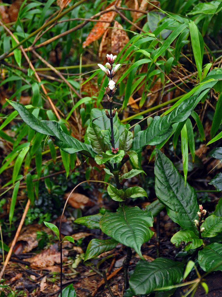Image of Filetia hirta specimen.