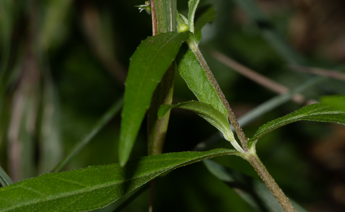 Изображение особи Eclipta prostrata.