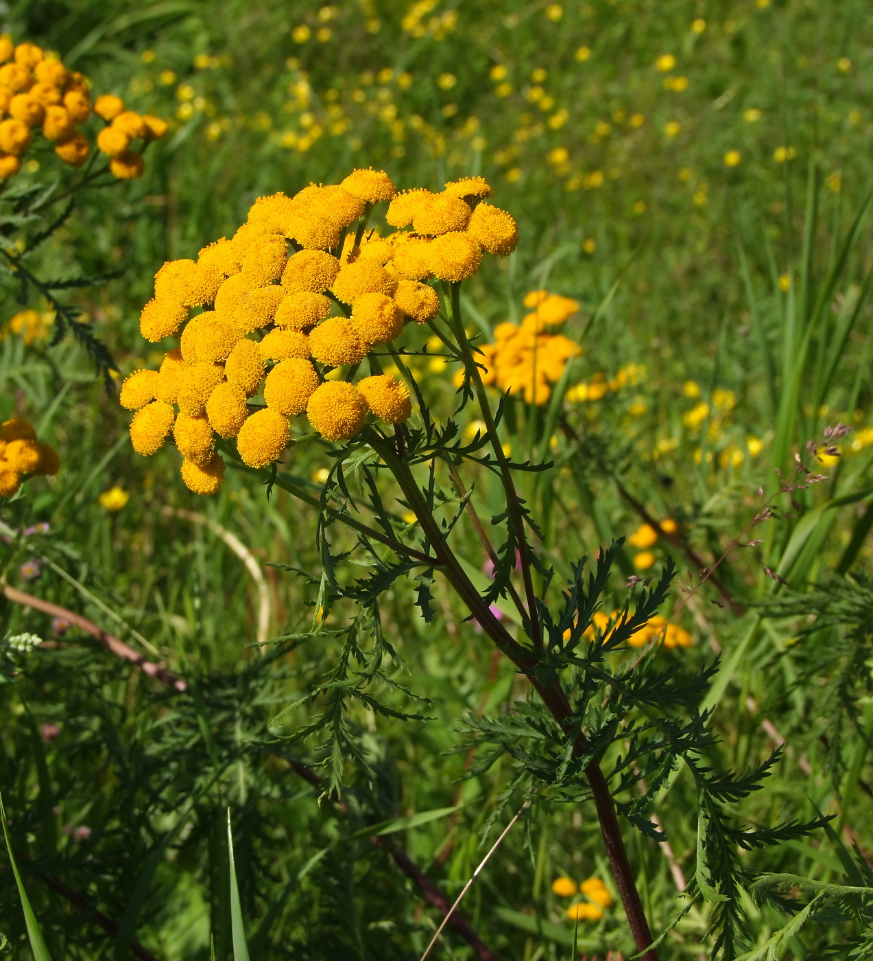 Image of Tanacetum boreale specimen.