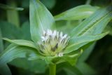 Gentiana cruciata