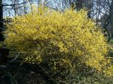 Forsythia europaea