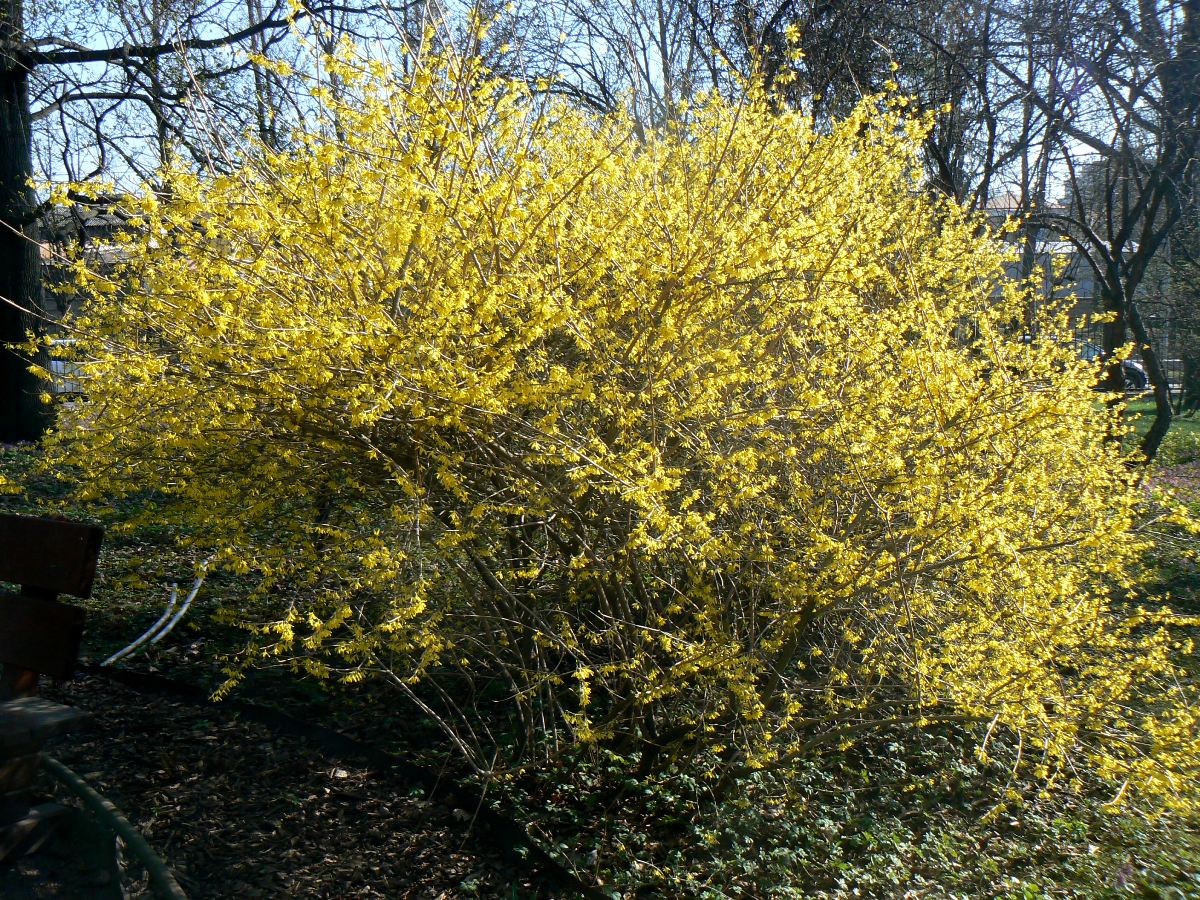 Изображение особи Forsythia europaea.