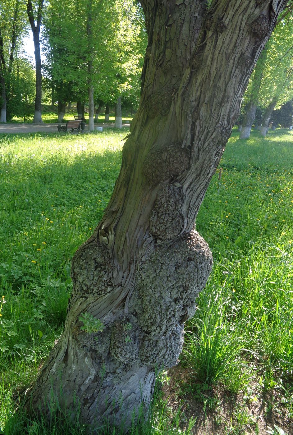 Image of Elaeagnus angustifolia specimen.