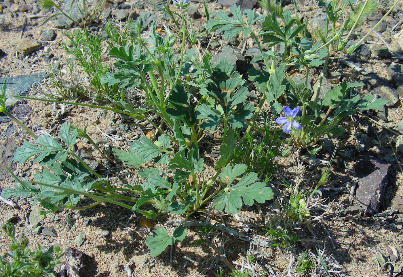 Изображение особи Erodium oxyrhynchum.