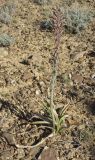 Eremurus inderiensis