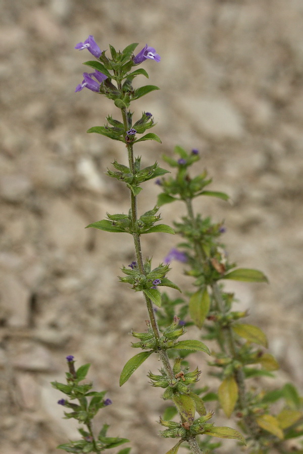 Image of Ziziphora acinos specimen.