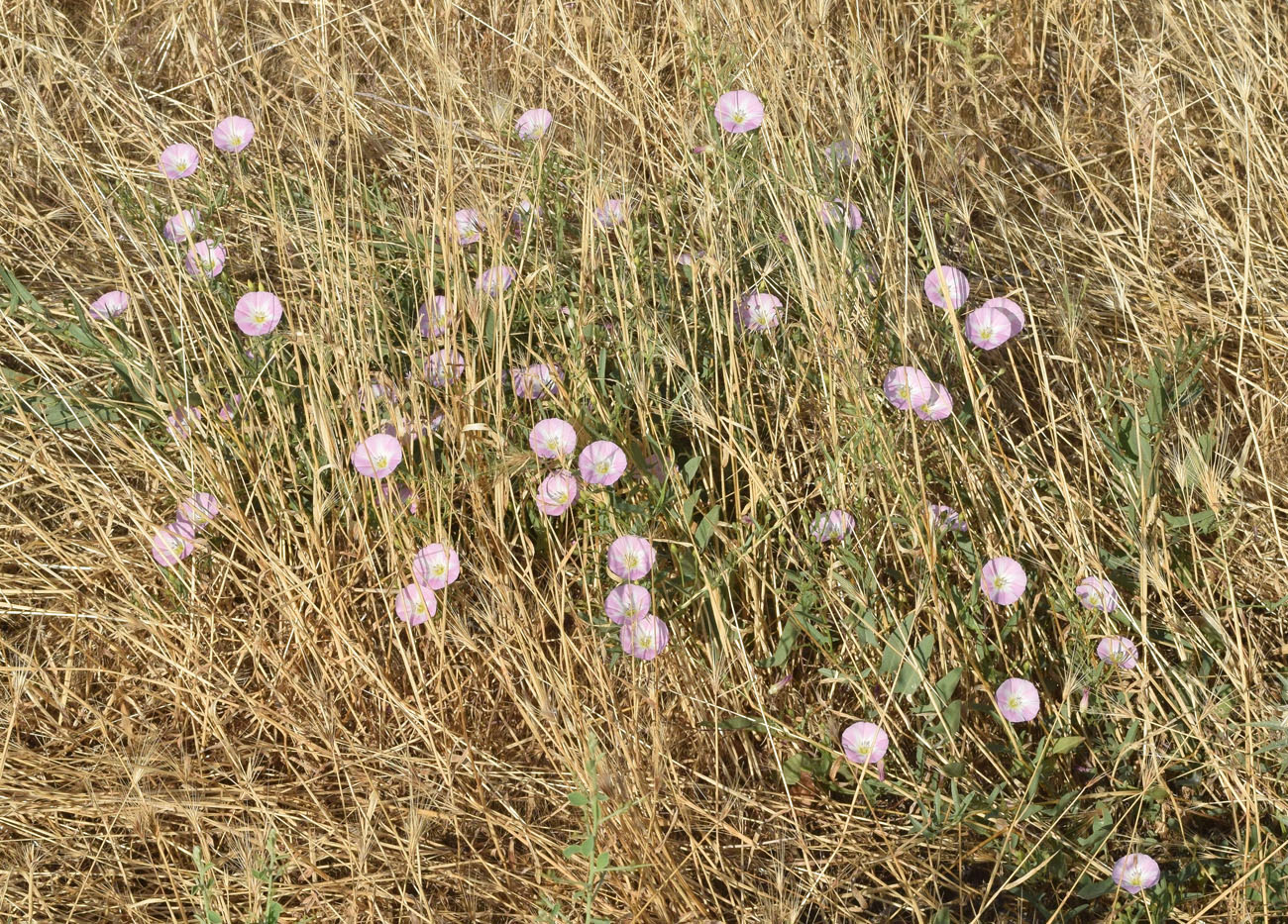 Image of Convolvulus arvensis specimen.