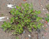 Chenopodium acerifolium